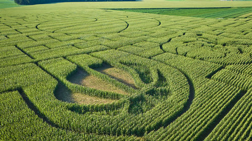 High angle view of agricultural field