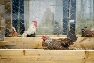 Birds in cage