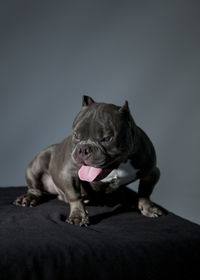 Portrait of dog sitting on floor