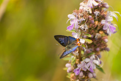 Close-up of butterfly pollinating on flower