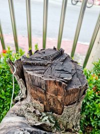 Close-up of tree stump in forest