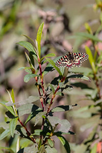 Close-up of butterfly pollinating on flower