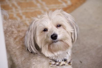 Portrait of lhasa apso at home