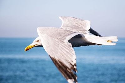 Seagull flying over sea against sky