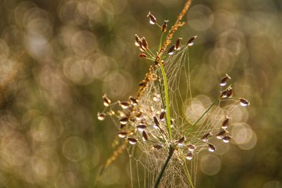 Close-up of flowering plant