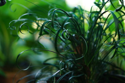 Close-up of fresh green grass