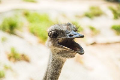 Close-up portrait of ostrich