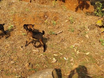 Dog on field