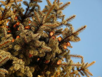Low angle view of tree against clear sky