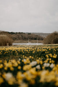 Surface level of road amidst plants on field against sky