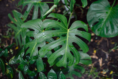 Close-up of wet plant leaves