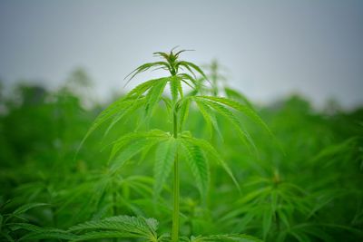 Close-up of plant against sky