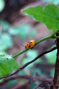 Close-up of bug nymph on leaf