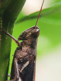 Close-up of insect on leaf