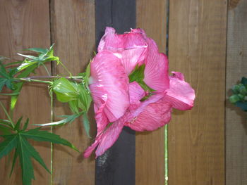 Close-up of pink flowers on table