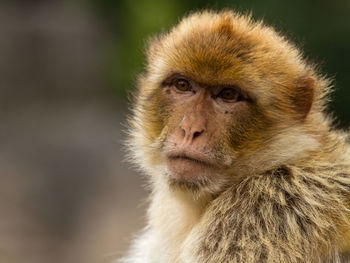 Close-up of monkey looking away