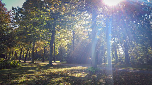 Trees in forest on sunny day