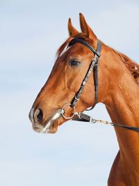 Horse standing against sky