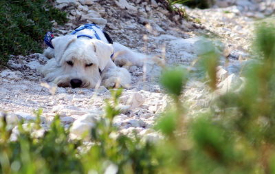 Dog on grassy field