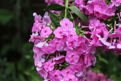 Close-up of pink flowers over blurred background