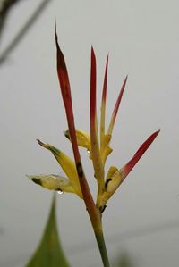 Close-up of flowers