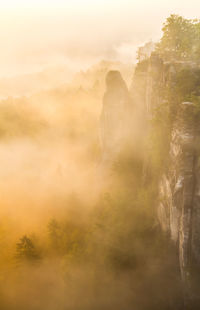 Trees in foggy weather