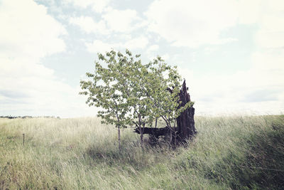 Tree on field against sky.
