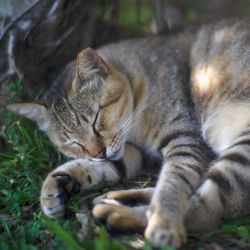 Close-up of cat sleeping on field