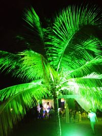 People on palm tree at night