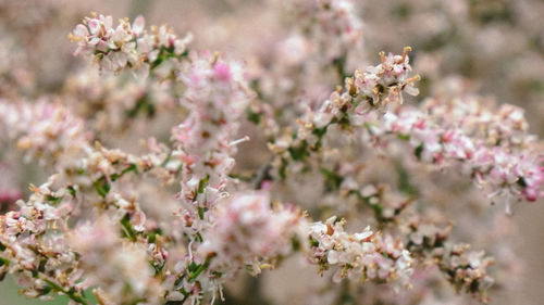 Close-up of pink cherry blossoms