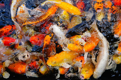 View of fish swimming in water