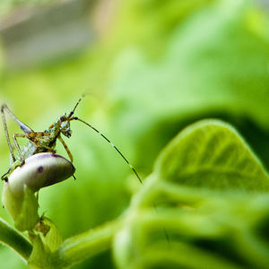 Close-up of insect on spider web