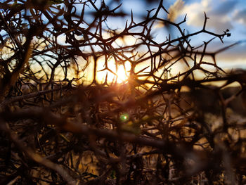 Sunlight streaming through bare tree