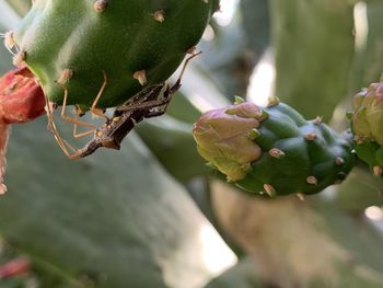 Close-up of berries on branch