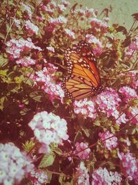 Low angle view of butterfly on pink flower tree