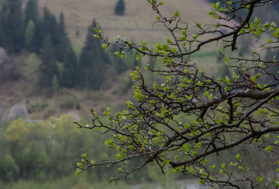 Close-up of flower tree