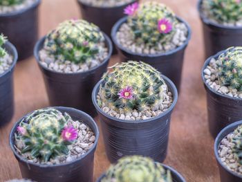 High angle view of potted plants on table