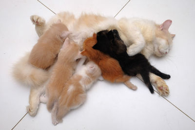 High angle view of cats on floor