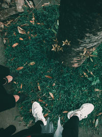 Low section of person standing on field