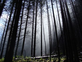 Trees in forest against sky