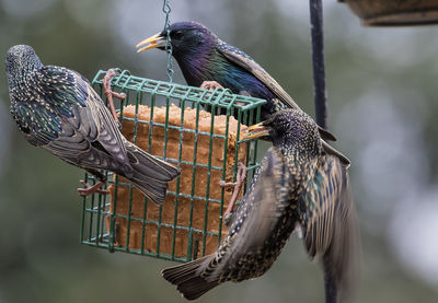 Close-up of bird perching on feeder