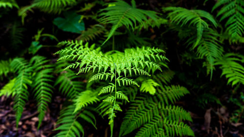 Close-up of fern leaves