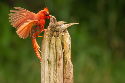 bird