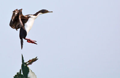 Low angle view of bird flying