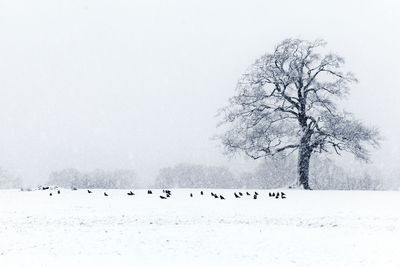 Flock of birds on snow covered landscape