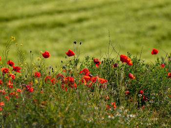 Close-up of red poppy flowers on field