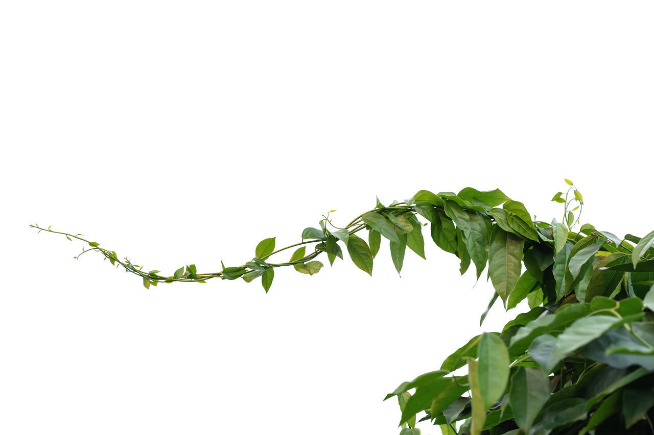 LOW ANGLE VIEW OF FRESH LEAVES AGAINST SKY