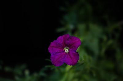 flowering plant