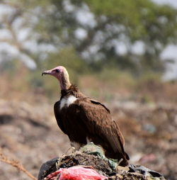 Bird perching on rock