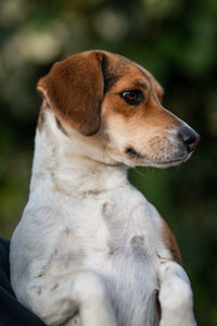 Close-up of dog looking away